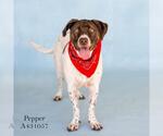 Small German Shorthaired Pointer