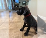 Small Photo #7 Great Dane Puppy For Sale in MILLINGTON, TN, USA