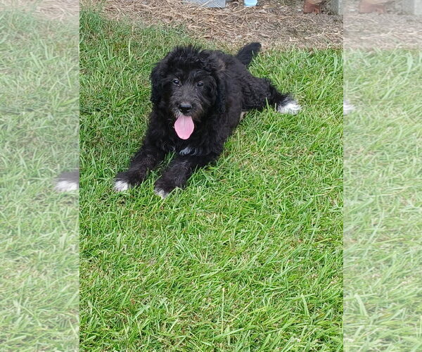Medium Photo #1 Pyredoodle Puppy For Sale in Eastman, GA, USA
