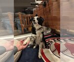 Small Photo #4 Border Collie Puppy For Sale in Salt Lake City, UT, USA
