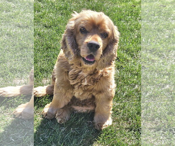 Medium Photo #2 Cocker Spaniel-Unknown Mix Puppy For Sale in Farmington, MN, USA