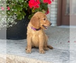 Small Photo #11 Golden Retriever Puppy For Sale in WOLCOTT, IN, USA