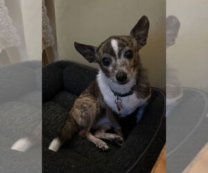 Taco Terrier Dogs for adoption in Marina Del Rey, CA, USA