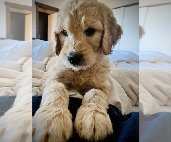 Medium Photo #6 Goldendoodle Puppy For Sale in RATHDRUM, ID, USA