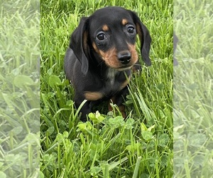 Dachshund Puppy for sale in CANOGA, NY, USA