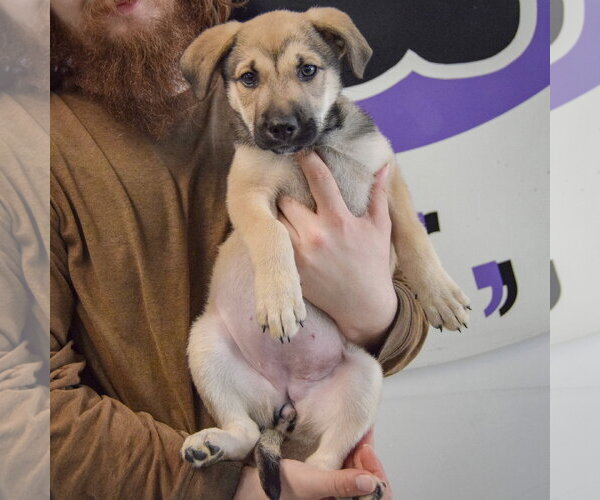 Medium Photo #4 Gerberian Shepsky Puppy For Sale in Huntley, IL, USA