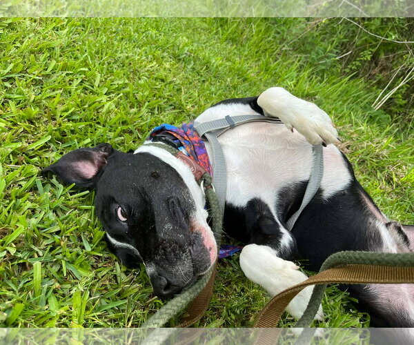 Medium Photo #5 American Staffordshire Terrier-Unknown Mix Puppy For Sale in Oakhurst, NJ, USA