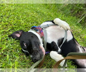 Grant - silly boy - Male American Staffordshire Terrier-Unknown Mix Dog for Adoption - Photo #5