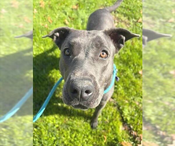 Medium Photo #1 Mutt Puppy For Sale in Sacramento, CA, USA