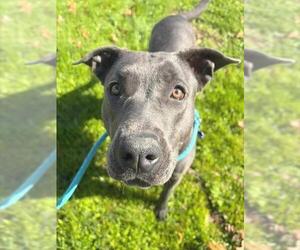 Mutt Dogs for adoption in Sacramento, CA, USA