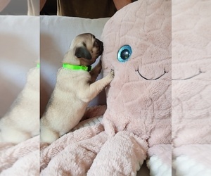 Pug Puppy for sale in PICKENS, SC, USA