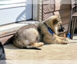 Small #1 Mutt