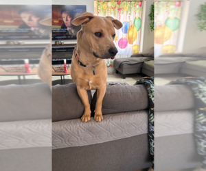 CANE - Male American Pit Bull Terrier-Labrador Retriever Mix Dog for Adoption - Photo #2