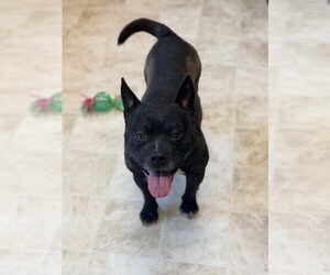 French Bulldog-Unknown Mix Dogs for adoption in Raleigh, NC, USA
