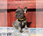 Small #2 French Bulldog
