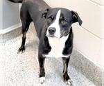 Small #2 Labrador Retriever Mix