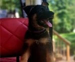 Small Photo #1 German Shepherd Dog Puppy For Sale in HAGERSTOWN, MD, USA