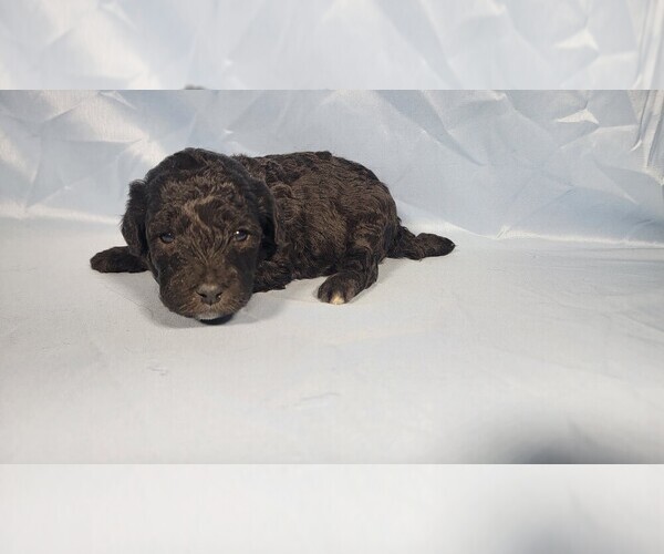 Medium Photo #1 Bernedoodle (Miniature) Puppy For Sale in PEYTON, CO, USA