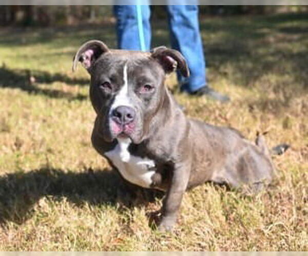 Medium Photo #7 Mutt Puppy For Sale in Glen Allen, VA, USA