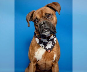 Boxer Dogs for adoption in Dumont, NJ, USA