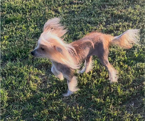 Mother of the Chinese Crested puppies born on 03/12/2026