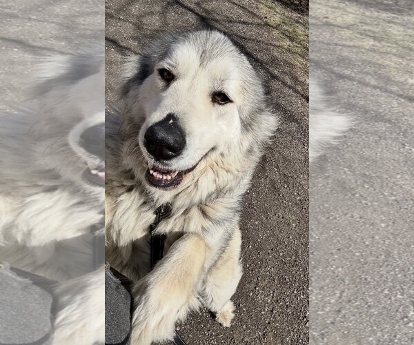 Medium Photo #2 Great Pyrenees-Unknown Mix Puppy For Sale in Williamsburg, IA, USA