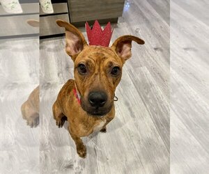 Avia - Female American Staffordshire Terrier-Boxer Mix Dog for Adoption - Photo #14