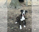 Small #6 American Pit Bull Terrier-Labrador Retriever Mix