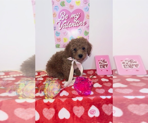 Medium Photo #7 Goldendoodle (Miniature) Puppy For Sale in DUBUQUE, IA, USA