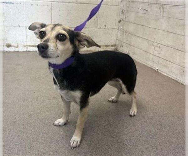 Medium Photo #1 Chipin Puppy For Sale in San Bernardino, CA, USA