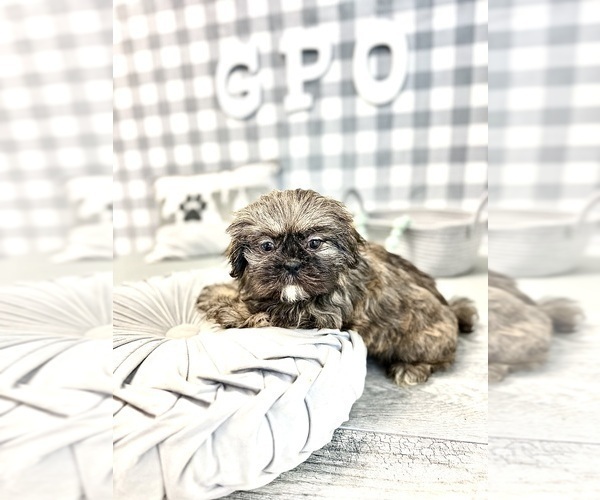 Medium Photo #2 Shih Tzu Puppy For Sale in MARIETTA, GA, USA
