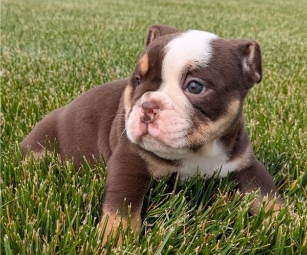 Medium Photo #21 English Bulldog Puppy For Sale in GOSHEN, IN, USA