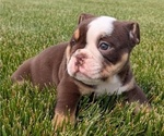 Small #7 English Bulldog