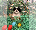 Small Photo #1 Shih Tzu Puppy For Sale in LAUREL SPGS, NJ, USA