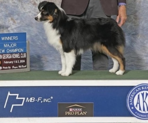 Medium Photo #1 Miniature American Shepherd Puppy For Sale in NOLENSVILLE, TN, USA