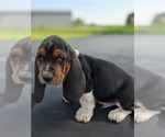 Small #8 Basset Hound
