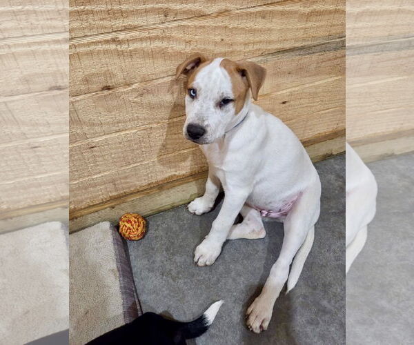 Medium Photo #3 American Pit Bull Terrier-Unknown Mix Puppy For Sale in Wakefield, RI, USA