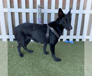 German Shepherd Dog-Unknown Mix Dogs for adoption in Modesto, CA, USA