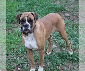 Mother of the Boxer puppies born on 01/29/2026