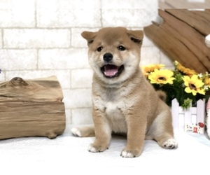 View Ad Shiba Inu Puppy For Sale Near California Los