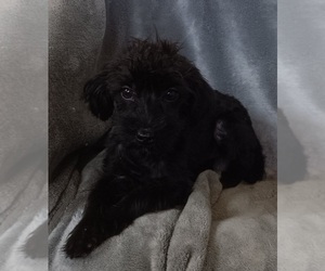 YorkiePoo Puppy for sale in ADKINS, TX, USA
