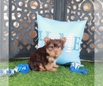 Small #3 Yorkshire Terrier