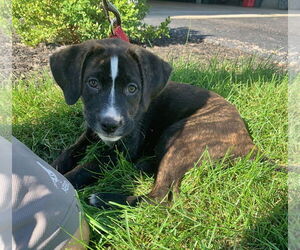 Mountain Cur-Plott Hound Mix Dogs for adoption in GILBERTS, IL, USA