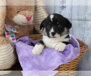 Medium Pembroke Welsh Corgi