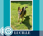 Small #2 German Shepherd Dog Mix
