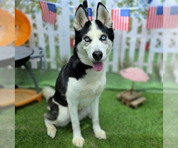 Medium Photo #2 Siberian Husky Puppy For Sale in Long Beach, CA, USA