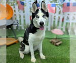 Small #1 Siberian Husky