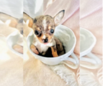 Small #17 Chihuahua