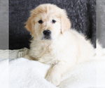 Small Photo #3 English Cream Golden Retriever Puppy For Sale in MANHEIM, PA, USA