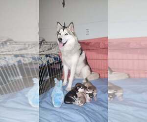 Father of the Pomsky puppies born on 04/30/2023